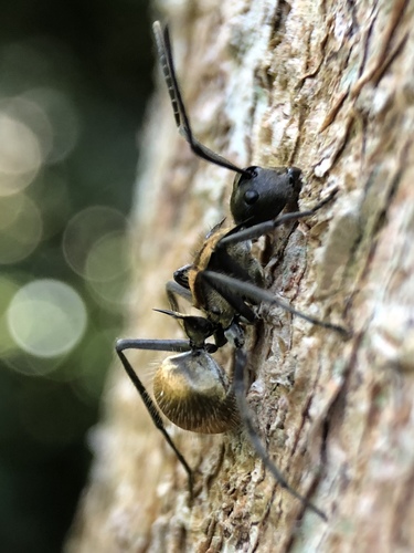 Warlike Spiny Sugar ant