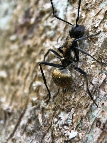 Warlike Spiny Sugar ant