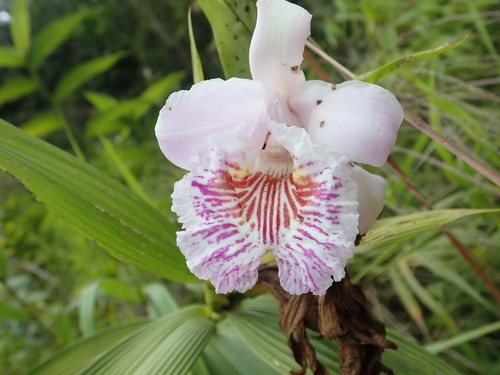 Sobralia pulcherrima image