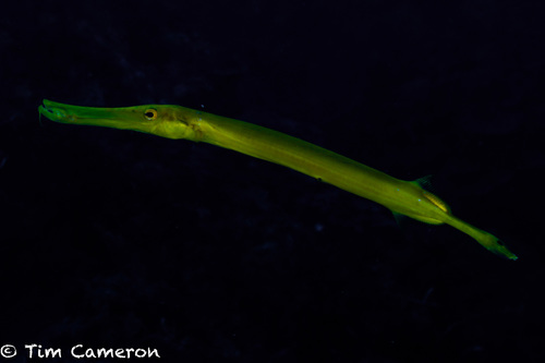 Pacific Trumpetfish