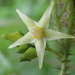 Solanum acerifolium - Photo (c) Rudy Gelis, todos os direitos reservados, uploaded by Rudy Gelis