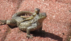 Northern Curly-Tailed Lizard
