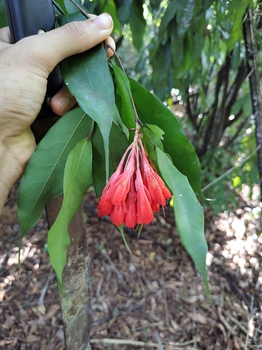Brownea longipedicellata