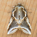 Lettered Habrosyne Moth - Photo (c) Paul Judson, all rights reserved, uploaded by Paul Judson