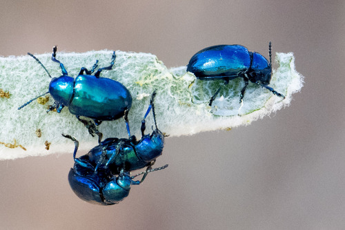 Cobalt Milkweed Beetle