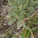 Chaerophyllum brevipes - Photo (c) Christian Rixen, כל הזכויות שמורות, הועלה על ידי Christian Rixen