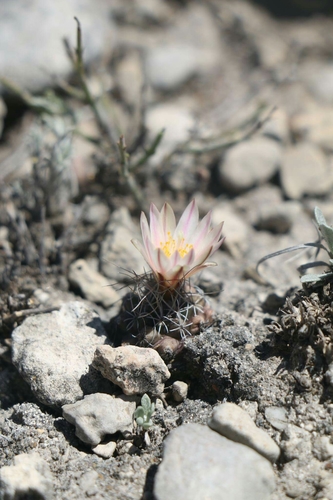 Turbinicarpus heliae
