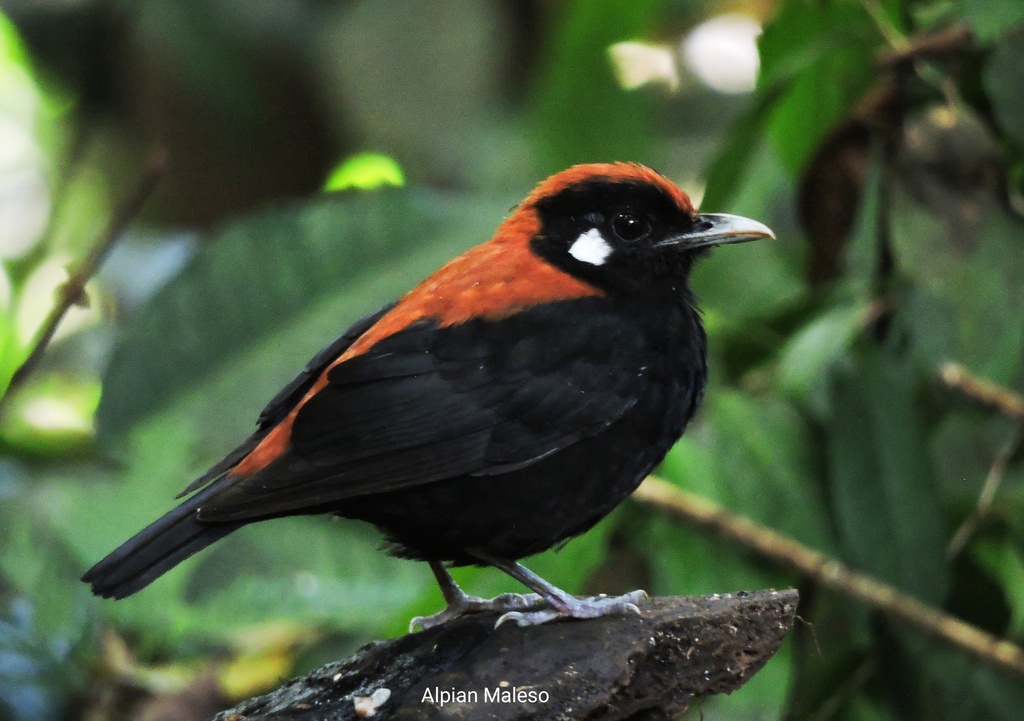 Red-and-black Thrush photo