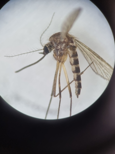 Aedes esoensis