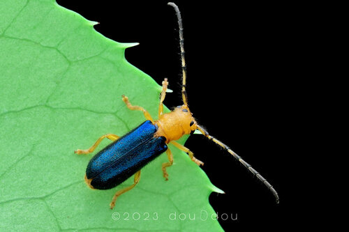 Bacchisa