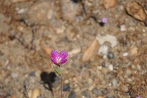 Chaparral Clarkia