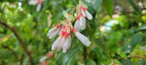 Cavendishia melastomoides image