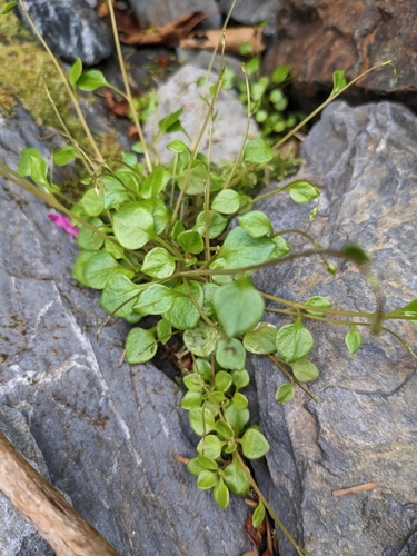 Showy Rock Montia foliage