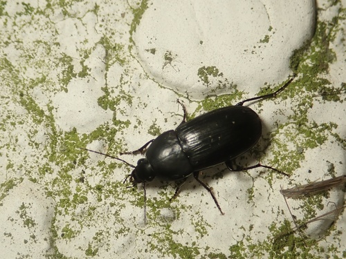 Lachnocrepis prolixa · iNaturalist