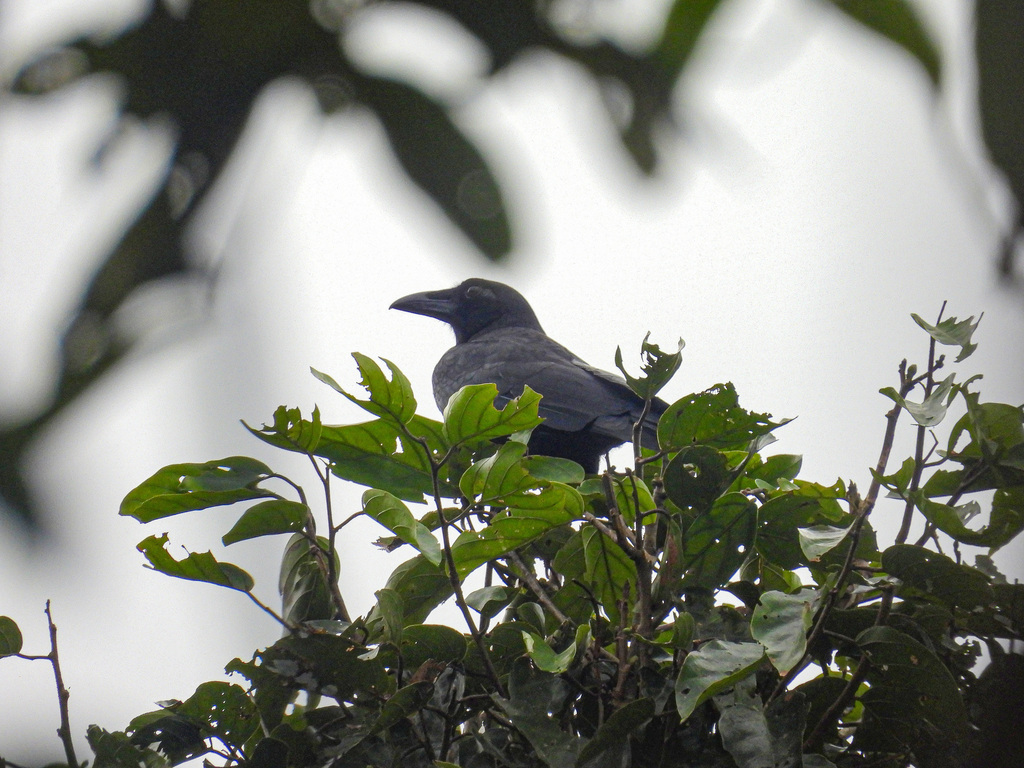 Sierra Madre Crow (Corvus sierramadrensis) photo