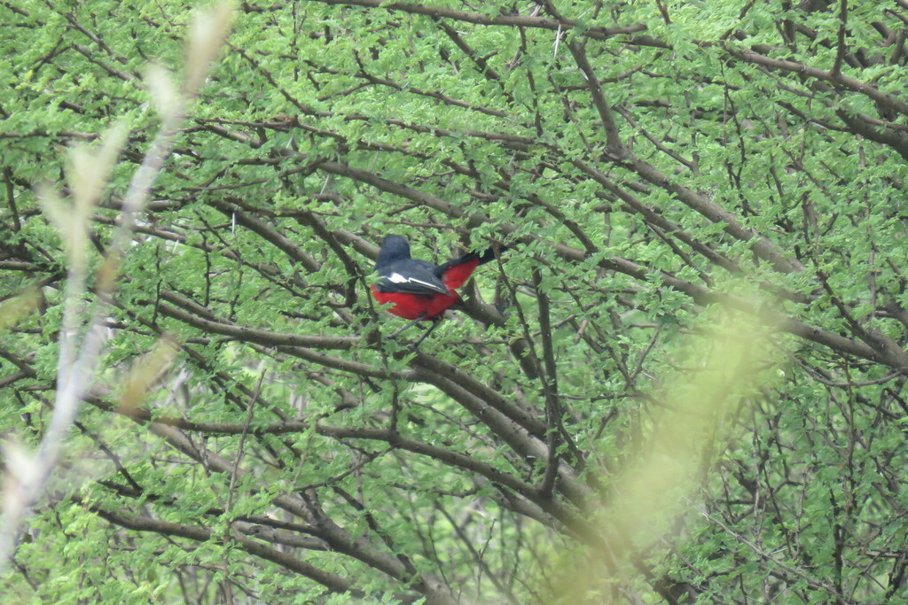 Crimson Breasted Gonolek From Bojanala Platinum District Municipality South Africa On April 5