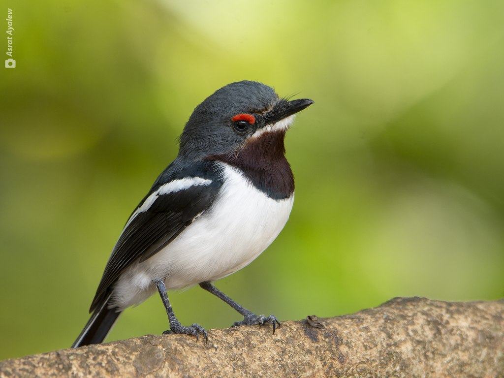 Brown-throated Wattle-eye photo