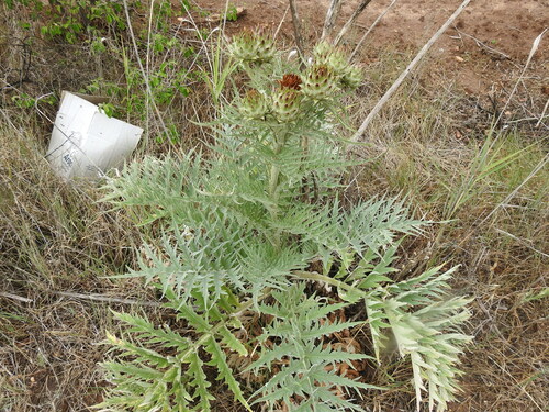 Avistamiento Alcaucil (alcachofa silvestre)