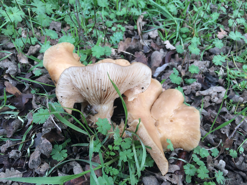iNaturalist observation photo of Common Gilled Mushrooms and Allies