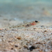 Four-spotted Goby - Photo (c) Roberto Pillon, all rights reserved, uploaded by Roberto Pillon