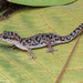 Siamese Leaf-toed Gecko - Photo (c) Natthaphat Chotjuckdikul, all rights reserved, uploaded by Natthaphat Chotjuckdikul