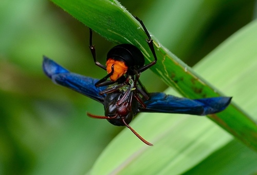 Synagris calida