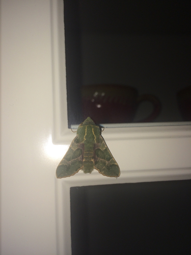 iNaturalist observation photo of Pacific Green Sphinx