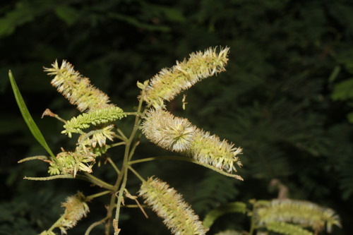 Piptadenia buchtienii