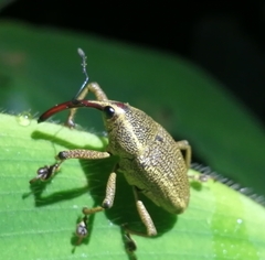 Cholus cinctus image