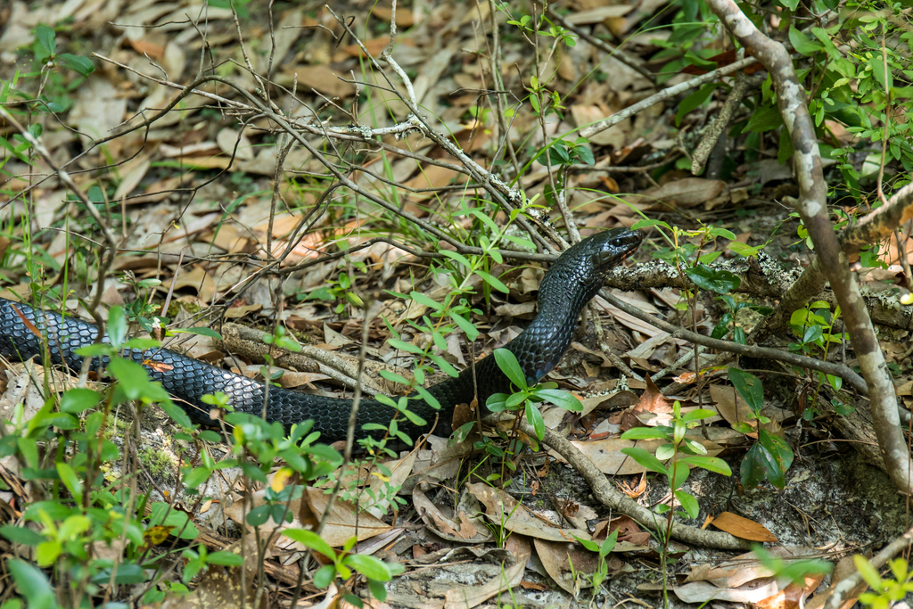 Eastern Indigo Snake In June 2023 By Peter Marting INaturalist   Large 