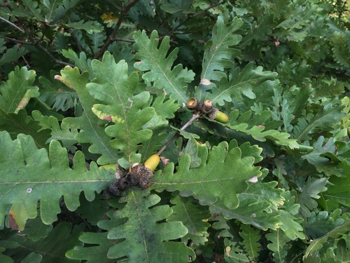 Hungarian Oak