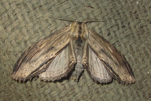 Rachia striata