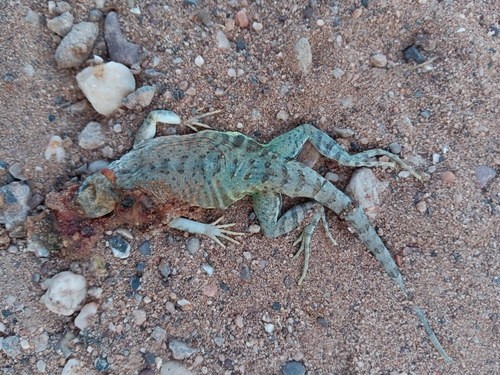 Greater Earless Lizard