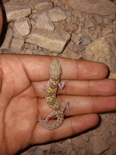 Texas Banded Gecko