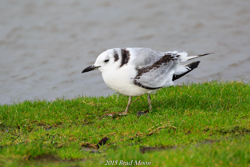 Black-legged Kittiwake