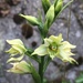 Orquidea Austral - Photo (c) wcm_botany, todos los derechos reservados