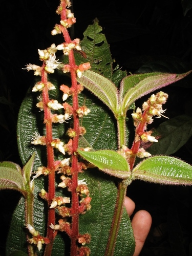Miconia radulifolia