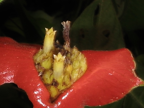sore-mouth bush