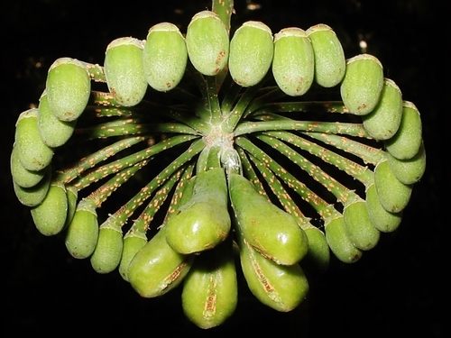 Marcgravia coriacea