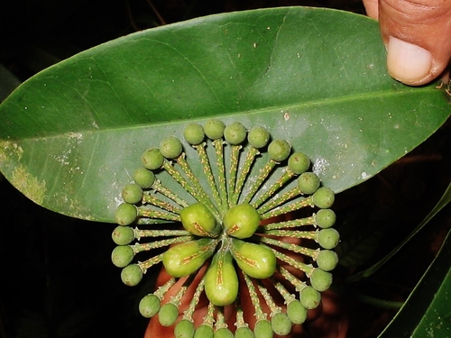 Marcgravia coriacea