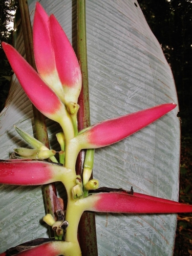 Heliconia lasiorachis