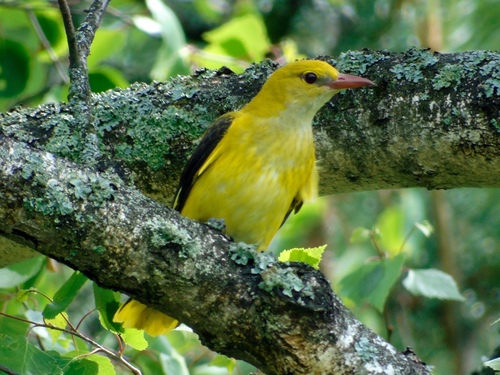 Eurasian Golden Oriole