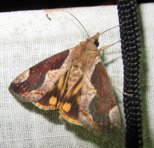 Hypocala subsatura Guenée, 1852