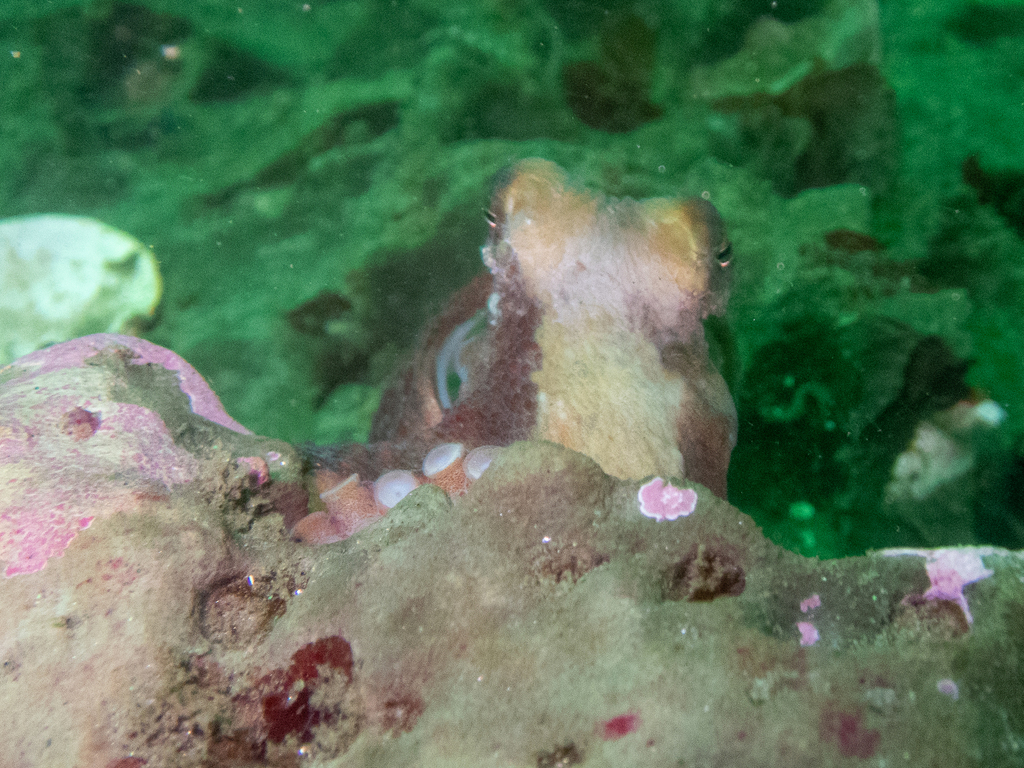 East Pacific Red Octopus From Monterey CA USA On June 14 2023 At 12   Large 