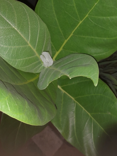giant milkweed