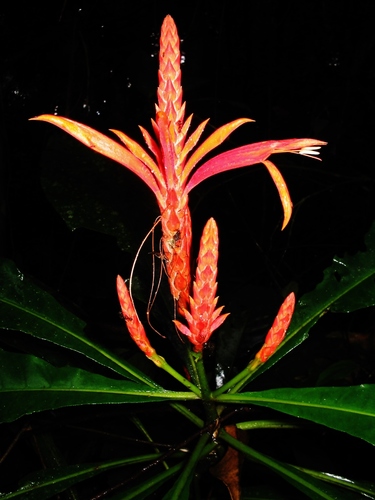 Aphelandra pulcherrima