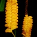 Rattlesnake Plant - Photo (c) Marcos Silveira, all rights reserved, uploaded by Marcos Silveira