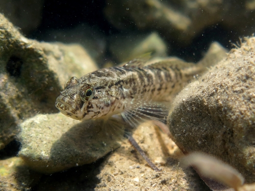 Grass Goby