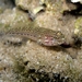 Sarato's Goby - Photo (c) Roberto Pillon, all rights reserved, uploaded by Roberto Pillon