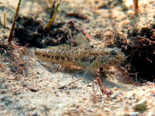Couch's goby